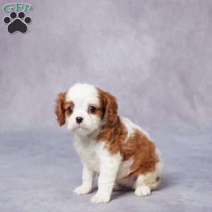 Ellen, Cavalier King Charles Spaniel Puppy